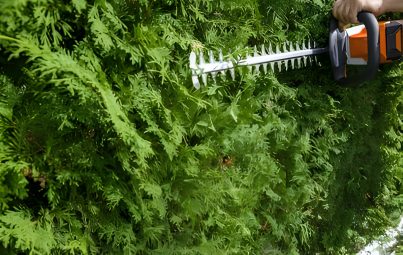 gardener-trimming-thuja-tree-hedge-trimmer