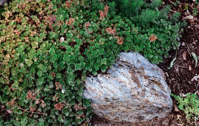 ground cover plants florida (1)