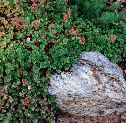 ground cover plants florida (1)